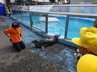 目の前に登場したアザラシ