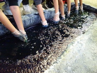 藍染をする児童①