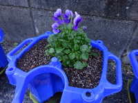 ビオラを植え終わりました。