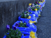 ビオラが並びました。