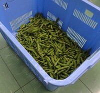 1つのカゴに集まった実もぎした枝豆